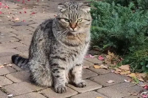 Пропала кошка, ул. Малиновского 9/15