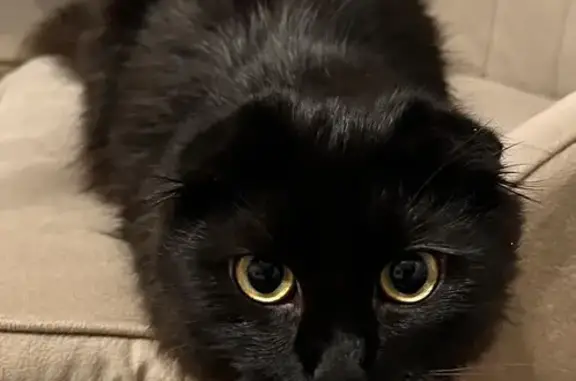 Пропала кошка на ул. Чайковского, 34А