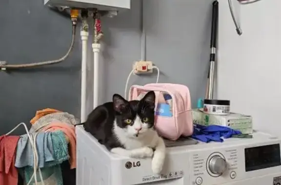 Кошки потеряшки, Элиста, фото: Потеряшка котёнок, ул. Тенгрин Уйдл, Элиста