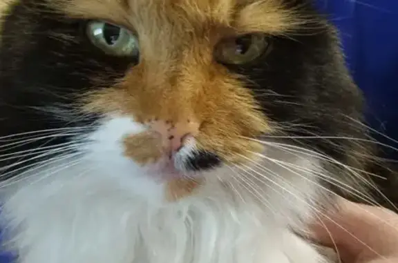 Пропала кошка Мася, 3-й Ромашковый тупик