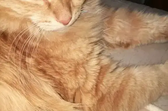 Пропала кошка, Нефтеюганск, 31