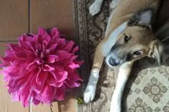 Пропала собака, Почеп, Брянская обл.