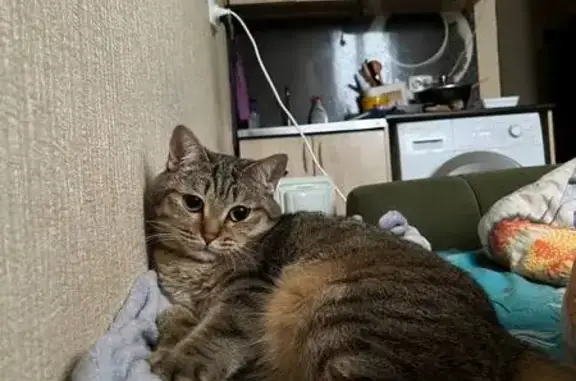 Кошки потеряшки, Барнаул, фото: Потеряшка кошка, Сиреневая ул. 9, Барнаул