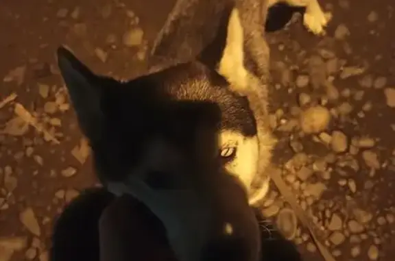 Найдена собака, Абакан, фото: Хаски найдена: ул. Гагарина, 98Б, Абакан