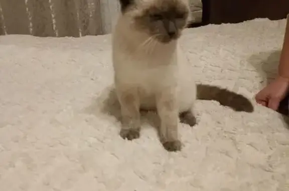 Найдена кошка, Краснодар, фото: Котёнок найден: ул. Стасова, 149Б, Краснодар