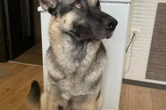 Пропала собака, Парковская ул., Орехово-Зуево