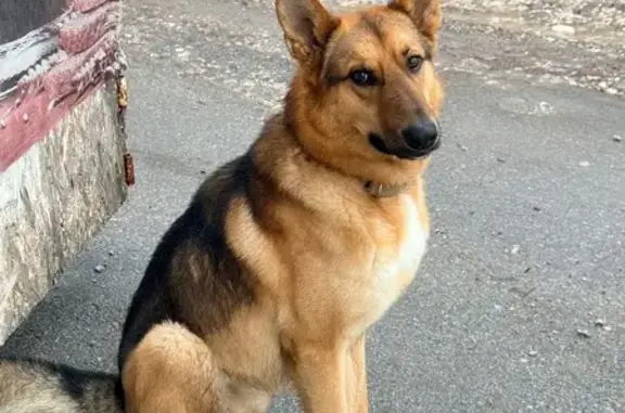 Найдена собака, Тула, фото: Найдена собака на Низинной, 13, Тула