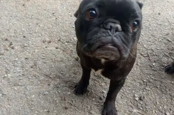 Французский бульдог найден на Ставского, 35
