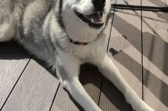 Собаки потеряшки, Ярославль, фото: Потеряшка собака, ул. Крупской 99, Ярославль