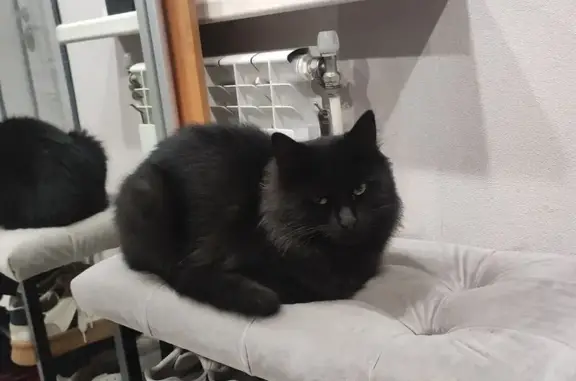 Потерянные животные Симферополь, фото: Пропал кот Джексон, ул. Чехова, 27