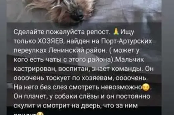 Светло-коричневая собака, ул. Воровского