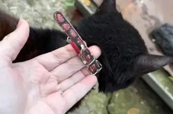 Найденные животные Ставрополь, фото: Найдена кошка, ул. Некрасова, Ставрополь