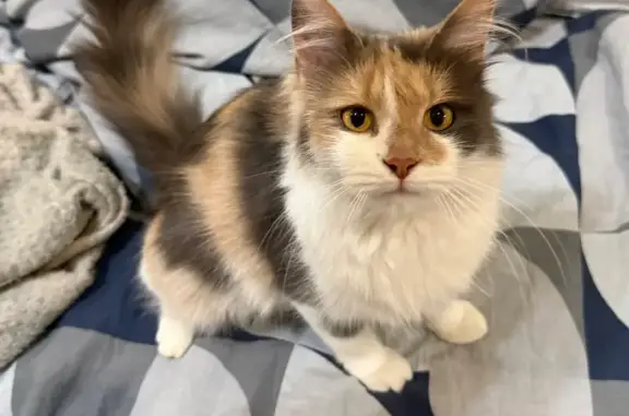 Найдена кошка, Краснодар, фото: Кошка найдена: ул. Есенина 102, Краснодар