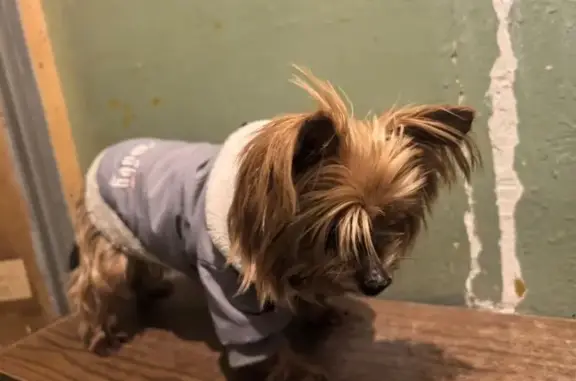 Собака найдена: ул. Максимова, Казань