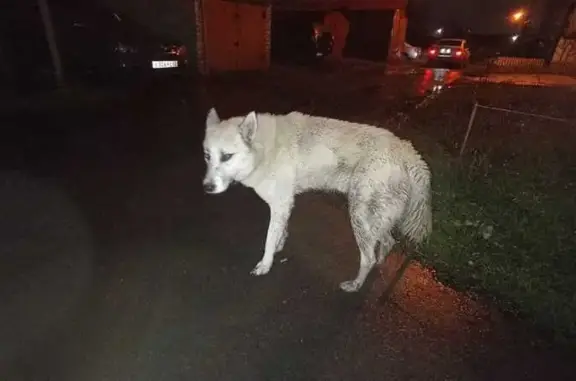 Собака найдена на Защитной улице, Тамбов