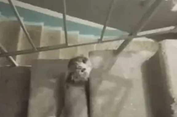 Объявления о пропавших и найденных животных, Асбест, фото: Пропала кошка, Лесная ул., 7/1, Асбест