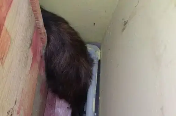 Найдена кошка, Минская область, фото: Кошка найдена: Петришковский с/с, Минск