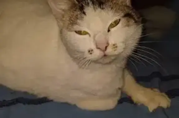 Найдена кошка, Смоленск, фото: Кошка найдена: 5-я Мичуринская, 38