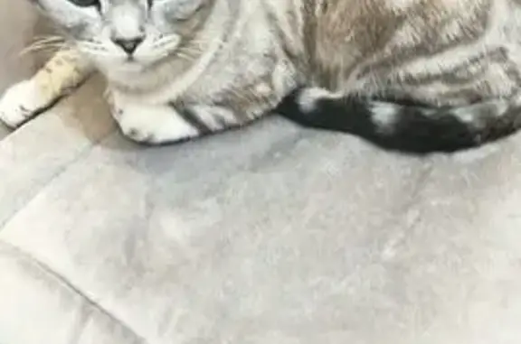 Найдена кошка, Третий Решающий, фото: Бенгальская кошка найдена, Третий Решающий