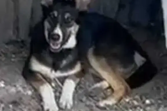 Пропала собака в Башкортостане, 1 год