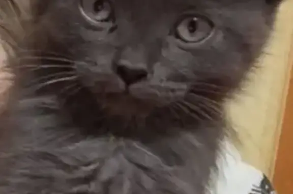 Пропала кошка, ул. Фадеева 9, Волгоград