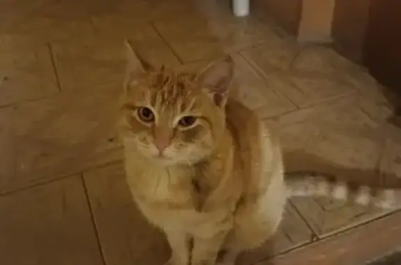 Кошка найдена: Полевая ул., 38, Новая Усмань