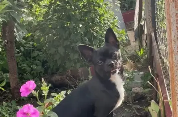 Пропала собака, ул. П. Лумумбы, 13, Липецк