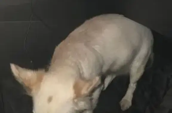 Найдена собака, Калининград, фото: Собака найдена: Киевская ул. 97, Калининград