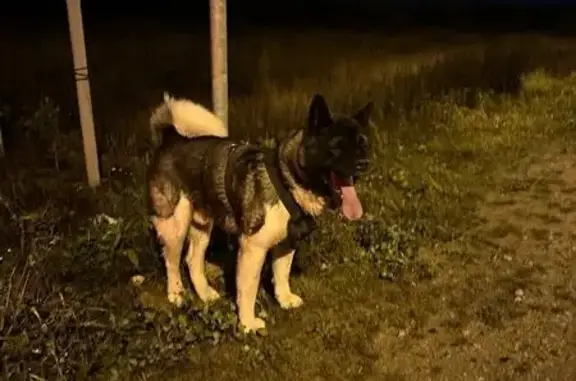 Найдена собака, Московская область, фото: Собака найдена на 46К-8250, МО