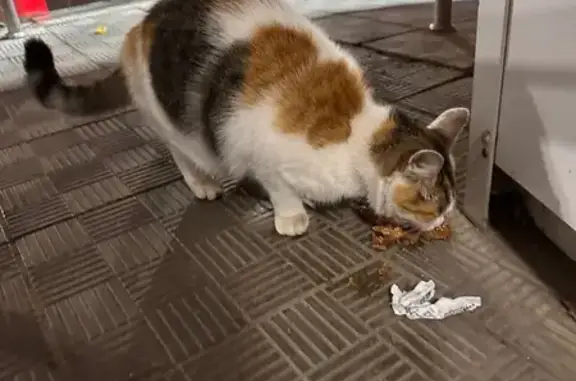 Кошка найдена у Магнита, Софьи Перовской 29