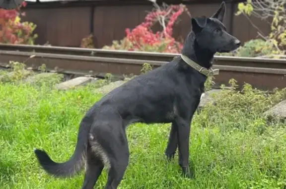 Пропала собака, ул. 4-я Линия, 107, Краснодар