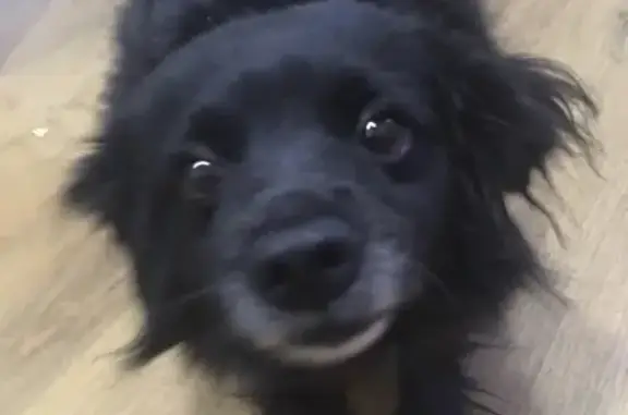 Собаки потеряшки, , фото: Потеряшка собака, Восточная ул., 3, Ижевск