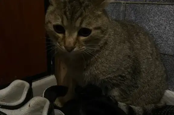 Найдена кошка, Иваново, фото: Кошка найдена у Магнита, пр. Текстильщиков 39