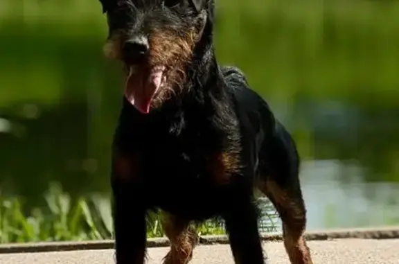 Пропала собака, Тула, Штыковая ул. 216