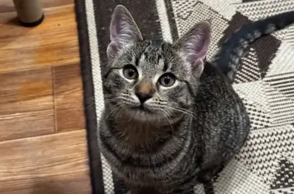 Найдена кошка, Железногорск, фото: Кошка найдена, Детский переулок 7, Железногорск