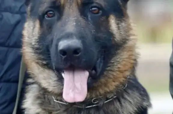 Собаки потеряшки, Мичуринск, фото: Потеряшка овчарка, Революционная 58, Мичуринск