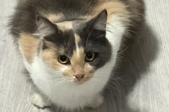 Кошки потеряшки, Краснодар, фото: Потеряшка кошка, Тепличная 78, Краснодар