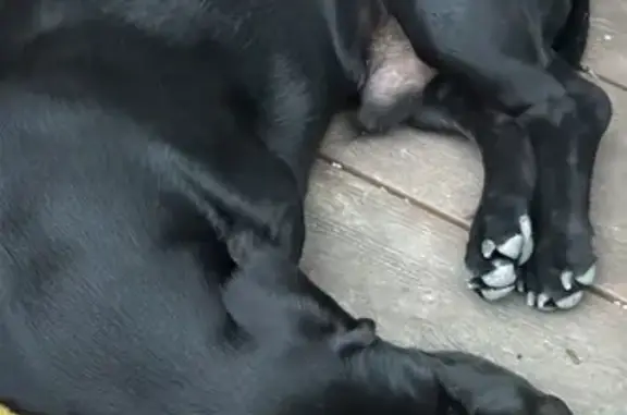 Найдена собака, , фото: Найдена такса на ул. Грибоедова, Новороссийск