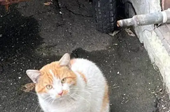 Пропала кошка, Кривоарбатский пер., Москва