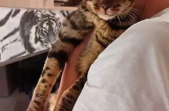 Кошка найдена: Дзержинск, 22Н-4914