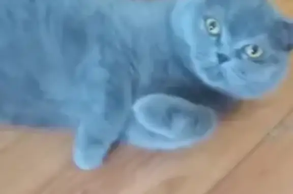 Кошки потеряшки, Вологда, фото: Потеряшка кошка, Новгородская 29А, Вологда