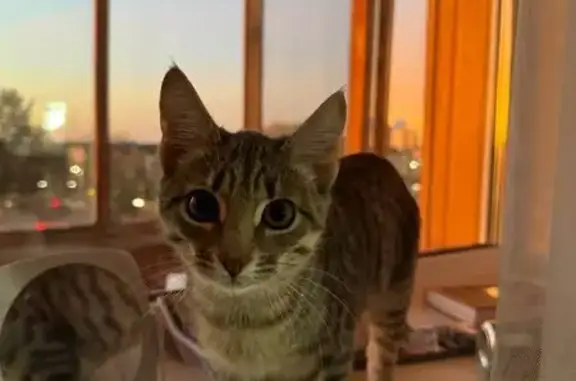 Пропала кошка на Чапаева, 12, Чебоксары