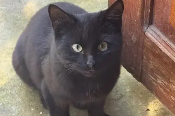 Кот найден в Полигонном переулке, Симферополь