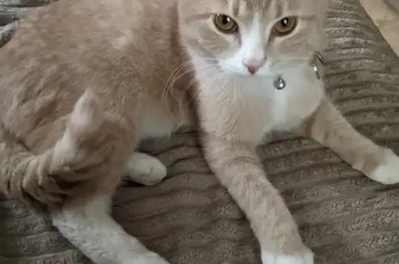 Пропала кошка, Нижняя Первомайская, 54