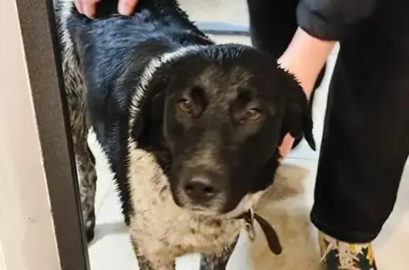 Найдена собака, , фото: Собака найдена: ул. Эйнштейна, Сколково