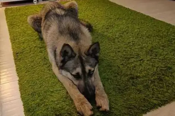 Найдена собака, Брянск, фото: Собака найдена: 2-я Мичурина, 27, Брянск