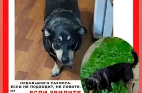 Пропала собака в Горелово на озере