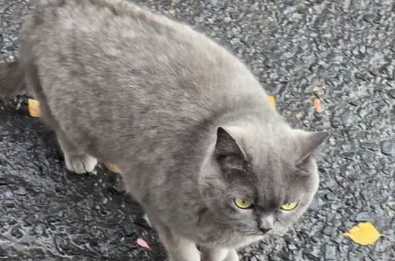 Найдена кошка, Курск, фото: Кошка найдена: Советская 47А/1, Курск