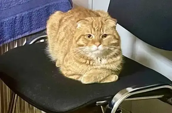 Кот найден: Лесная 1, Нижний Новгород