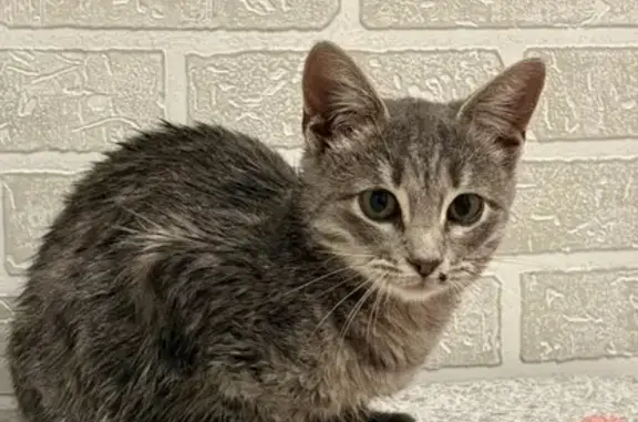 Найдена кошка, Энгельс, фото: Кошка найдена: Шурова Гора 7/1, Энгельс